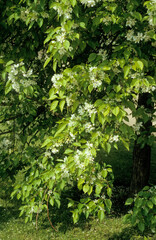 Obraz premium Malus baccata 'Jackii Rehd' , Pommier bacifére