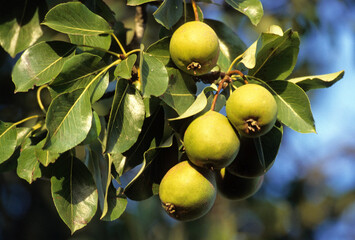 Malus communis 'Belgolden' , Pommier
