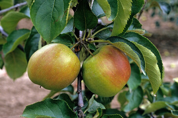 Malus communis 'New Jonagold' , Pommier