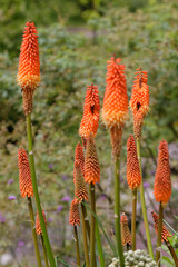 Fackellilien (Kniphofia praecox) auch Raketenblumen, Zierpflanze mit orangen Blüten