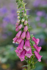 Fingerhüt (Digitalis) Zierpflanze im Blumenbeet 