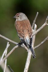 Linotte mélodieuse,.Linaria cannabina, Common Linnet