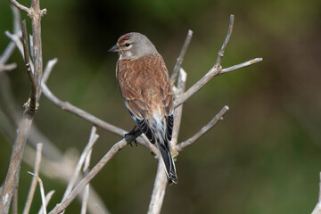 Linotte mélodieuse,.Linaria cannabina, Common Linnet