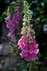 Fingerhüt (Digitalis) Zierpflanze im Blumenbeet 