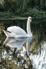 beautiful white swan bird swimming on the water