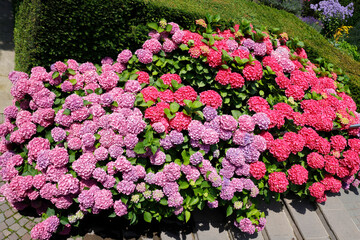 Hortensien (Hydrangea) mit vielen Blüten im Garten 