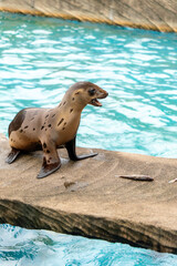 Fototapeta premium 鳴いているカリフォルニアアシカの子ども