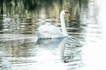 beautiful white swan bird swimming on the water