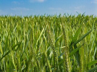 A close up of ears of wheat growing in a field on a sunny day. Focus is set shallow in the foreground to produce a bokeh effect. A blue sky appears in the background.