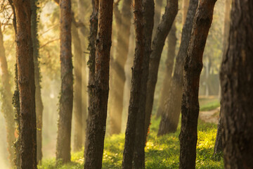 Obraz premium Beautiful rays of light in a forest in autumn time