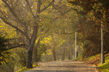 Beautiful and colourful alley in a park with rays of light in autumn morning