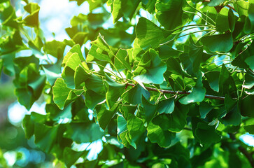 Fresh green leaves of ginkgo biloba or Japanese bonsai. Asian art form. Green leafy background..