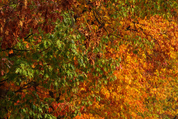 Colourful autumn leafs great for backgrounds