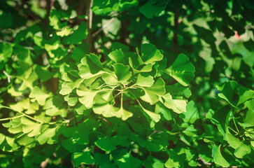 Fresh green leaves of ginkgo biloba or Japanese bonsai. Asian art form. Green leafy background..