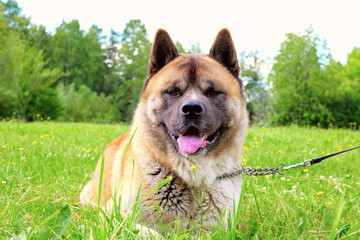 American akita dog red park laying portrait close-up looking camera big strong male adult pet