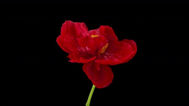Time Lapse of a Red Peony Blooming on a Black Background, Time Lapse of a Flower Blooming Shows the Beauty and Complexity of Natural Processes, Making It Observable and Admirable