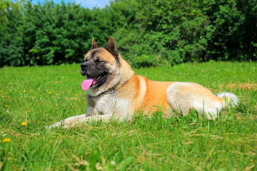 American akita dog red park laying big strong male adult pet