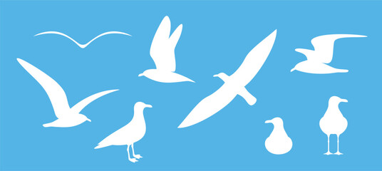 Seagull silhouette. Isolated seagull on white background. Bird