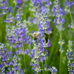 Abeille butinant un plan de lavande