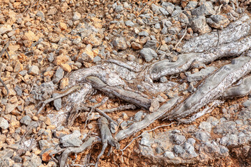 Large root is sticking out of the ground in a rocky area. Majestic tree with sprawling roots, symbolizing strength and growth