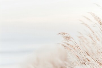 Close-up of dry grass in the wind against a light background. Photography style. Nature and tranquility concept. Design for posters, prints, and banners. Macro view