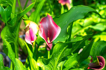 Purple blooming calla flowers  in pot on background of green leaves. Growing flowers in greenhouse. © Todayphoto