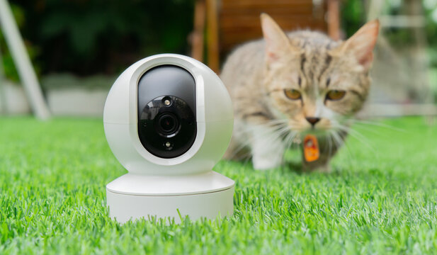 Security camera standing in the garden of a house with cat  for the surveillance of the domestic pet.