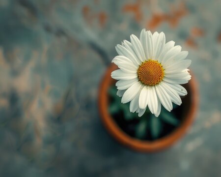 Daisies - Beautiful White and Yellow Flowers in a Pot with Nature View from the Top