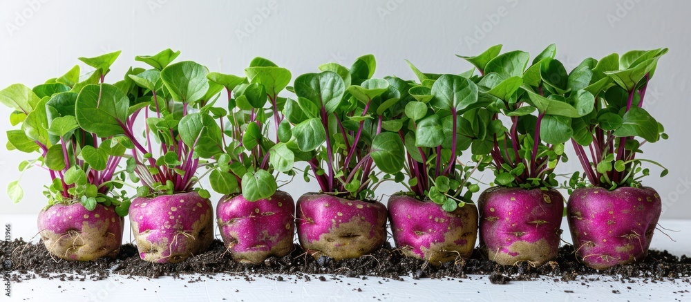 Poster Row of Sprouting Purple Potatoes