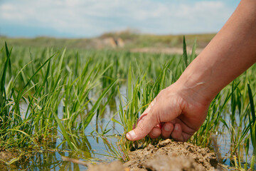man grabs a rice plant in a rice field in the Ebro Delta