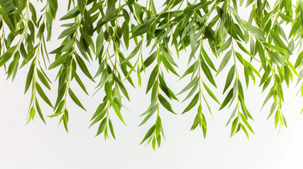 Fresh green bamboo leaves hang against a white background, creating a simple and serene natural scene.