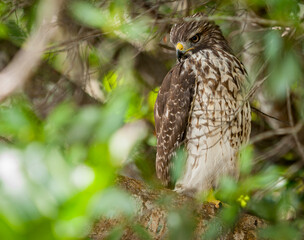 Red tailed hawk perched in dense tree