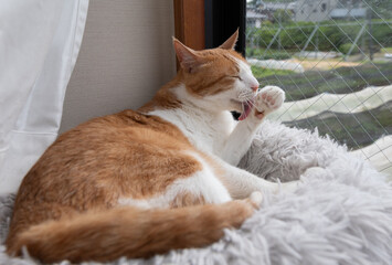 窓辺で毛繕いをする猫　サバトラ猫