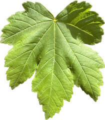 Fototapeta premium Close-Up of Sycamore Maple (Acer pseudoplatanus L.) Leaf Isolated on Transparent Background