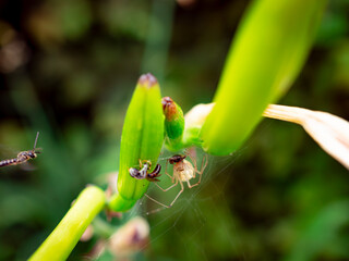 ant on a leaf