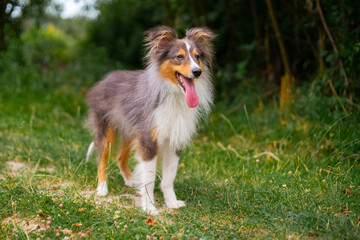 Cute fluffy gray tricolor dog shetland sheepdog. Happy sheltie in park