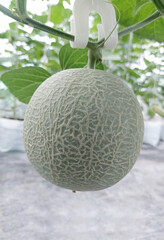 A close-up melon photo of a green cantaloupe hanging from a tree branch. The cantaloupe has a smooth, slightly netted skin and a light green stem.