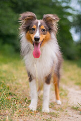 Cute fluffy gray tricolor dog shetland sheepdog. Happy sheltie in park