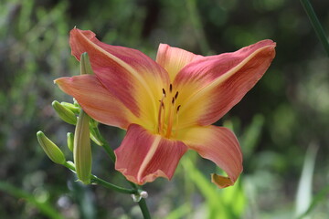 Flores na praia da pedra do urso