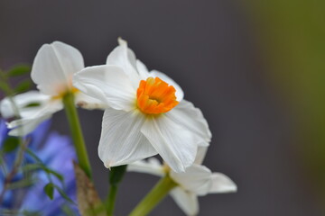 Colourful macro nature flowers  