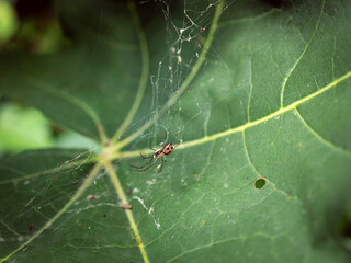 spider on a Web 