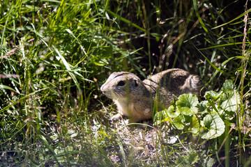 European ground squirrel