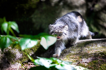 Pallas's cat, manul cat in the forest