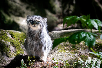 Pallas's cat, manul cat in the forest