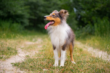 Cute fluffy gray tricolor dog shetland sheepdog. Happy sheltie in park