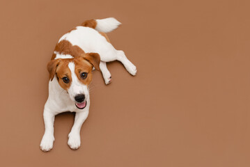Cute Jack Russell Terrier dog is lying on a brown studio background and looking at the camera....