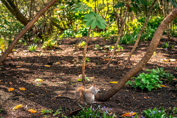 Eichhörnchen in der Natur am essen 