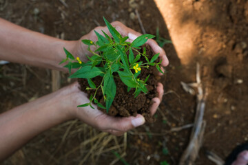 hand young woman holding young plant with sunlight on green nature background. concept eco earth day, Growing concept eco