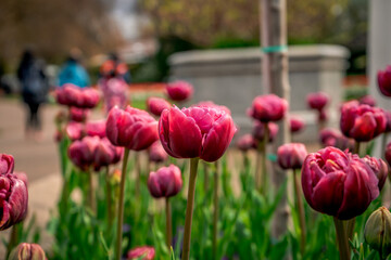 Obraz premium Rote Blumen am blühen in einem Garten