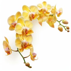 Fototapeta premium Exotic Orchid Plant with Realistic Texture on White Background